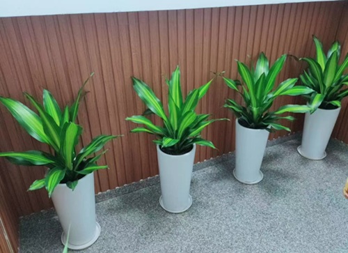 集团绿植礼物案例及花园维护