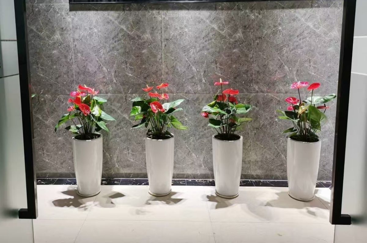集团绿植礼物案例及花园维护：为员工、客户提供了身心健康与场景优化，又为集团打造了生态化空间与有温度的品牌形象。优化环境品质，塑造生态化空间，为员工提供了身心健康与情感满足，也是品牌注重 ESG（环境、社会、治理）的展示，最终实现 “个人舒心、空间优质、组织受益、环境友好” 的多方共赢。