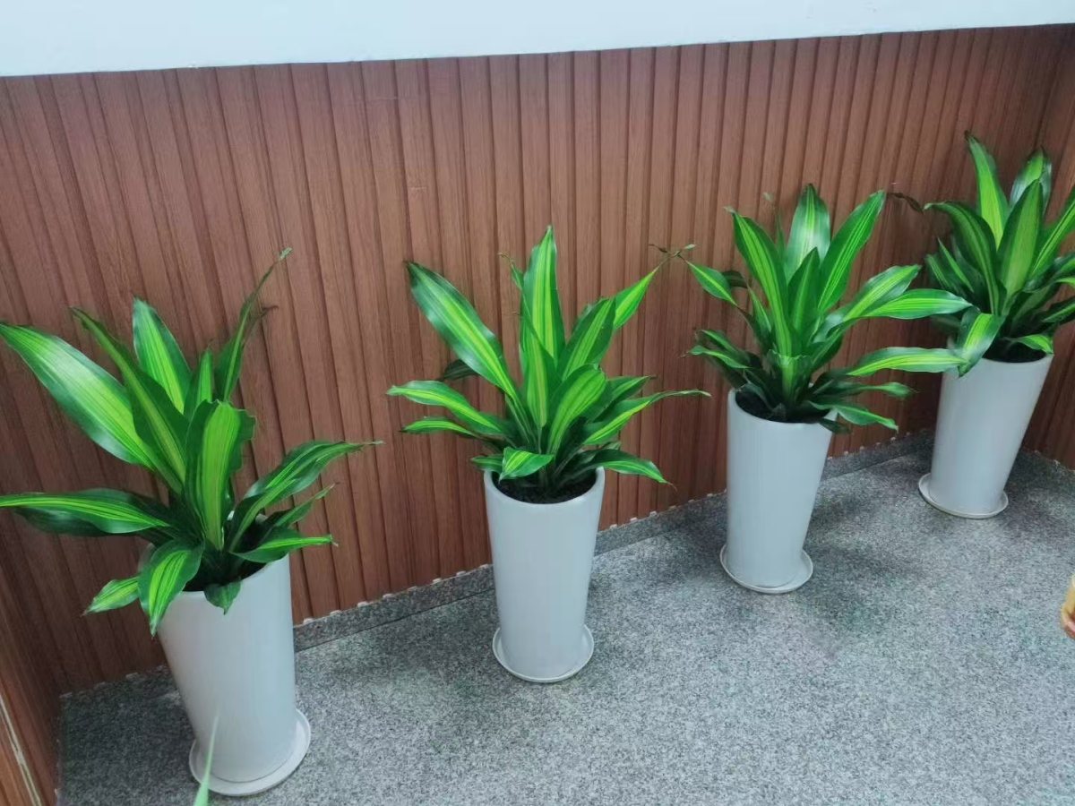 集团绿植礼物案例及花园维护：为员工、客户提供了身心健康与场景优化，又为集团打造了生态化空间与有温度的品牌形象。优化环境品质，塑造生态化空间，为员工提供了身心健康与情感满足，也是品牌注重 ESG（环境、社会、治理）的展示，最终实现 “个人舒心、空间优质、组织受益、环境友好” 的多方共赢。