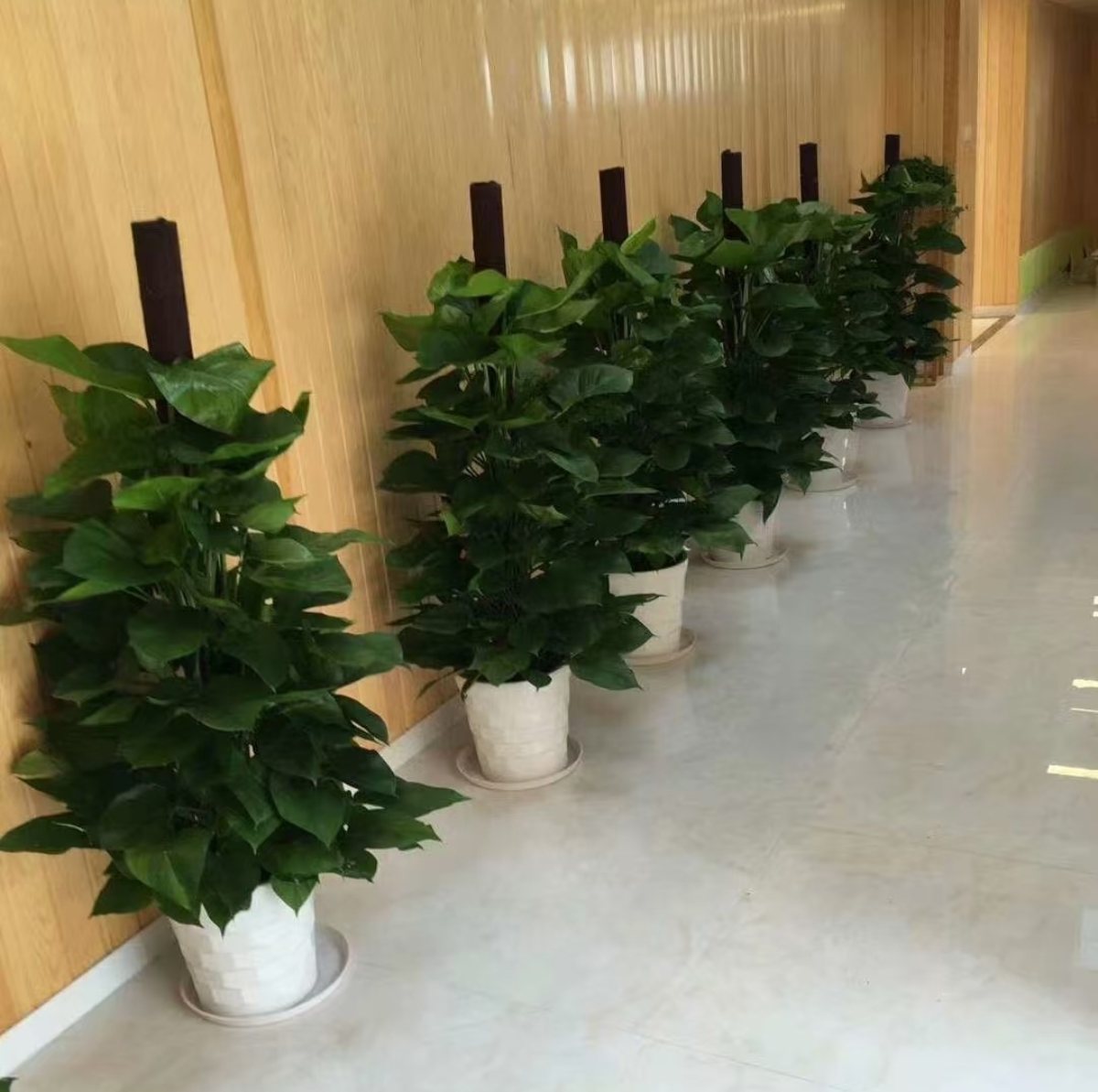 集团绿植礼物案例及花园维护：为员工、客户提供了身心健康与场景优化，又为集团打造了生态化空间与有温度的品牌形象。优化环境品质，塑造生态化空间，为员工提供了身心健康与情感满足，也是品牌注重 ESG（环境、社会、治理）的展示，最终实现 “个人舒心、空间优质、组织受益、环境友好” 的多方共赢。