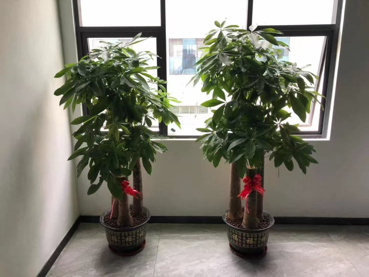 集团绿植礼物案例及花园维护：为员工、客户提供了身心健康与场景优化，又为集团打造了生态化空间与有温度的品牌形象。优化环境品质，塑造生态化空间，为员工提供了身心健康与情感满足，也是品牌注重 ESG（环境、社会、治理）的展示，最终实现 “个人舒心、空间优质、组织受益、环境友好” 的多方共赢。