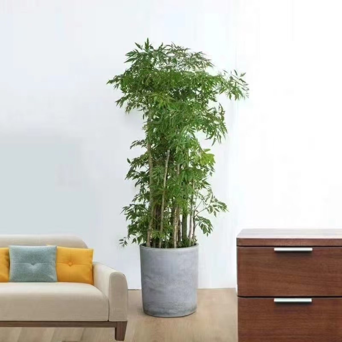 集团绿植礼品案例及花园维护：为员工、客户提供了身心健康与场景优化，又为集团打造了生态化空间与有温度的品牌形象。优化环境品质，塑造生态化空间，为员工提供了身心健康与情感满足，也是品牌注重 ESG（环境、社会、治理）的展示，最终实现 “个人舒心、空间优质、组织受益、环境友好” 的多方共赢。