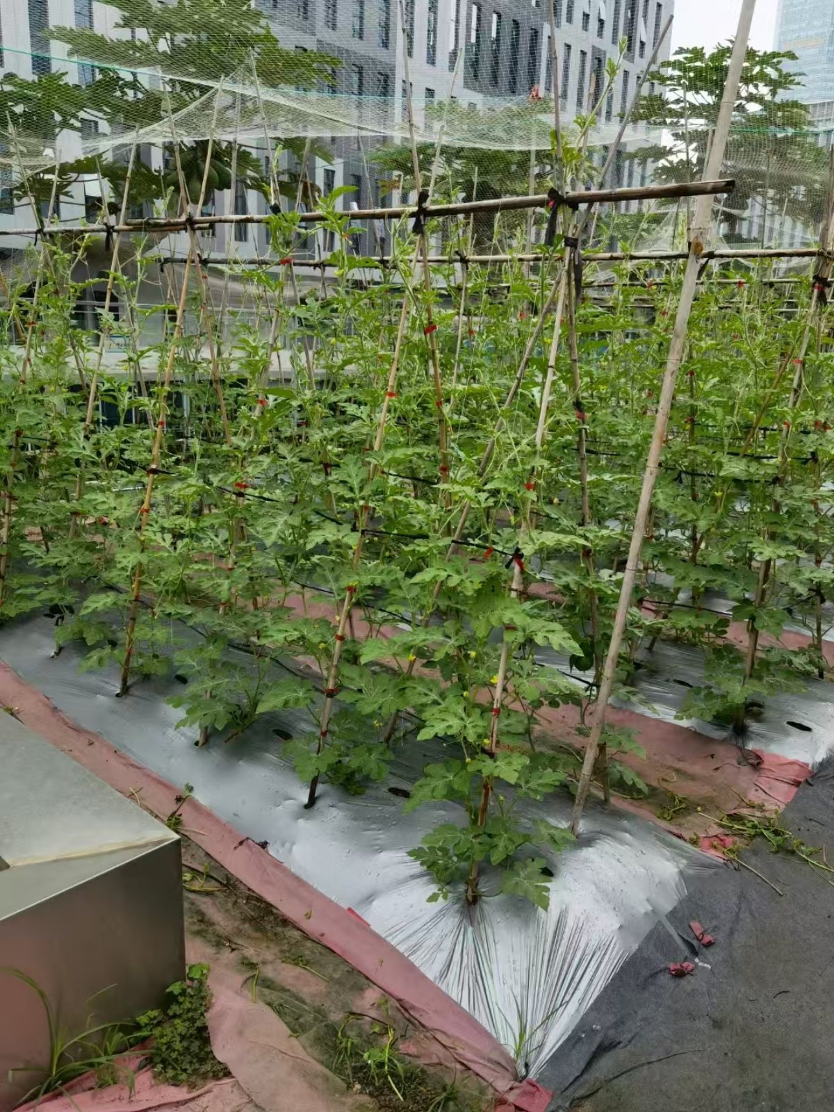 集团绿植礼品案例及花园维护：为员工、客户提供了身心健康与场景优化，又为集团打造了生态化空间与有温度的品牌形象。优化环境品质，塑造生态化空间，为员工提供了身心健康与情感满足，也是品牌注重 ESG（环境、社会、治理）的展示，最终实现 “个人舒心、空间优质、组织受益、环境友好” 的多方共赢。