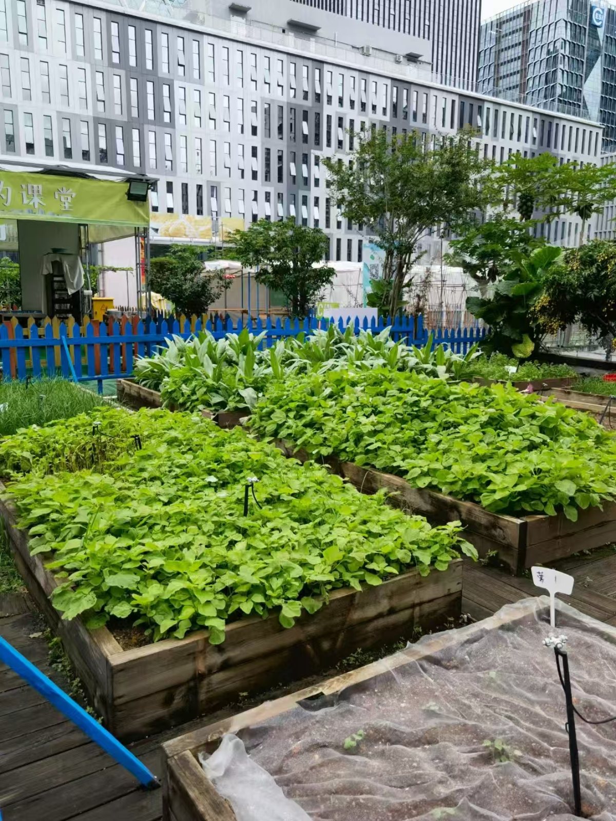 集团绿植礼品案例及花园维护：为员工、客户提供了身心健康与场景优化，又为集团打造了生态化空间与有温度的品牌形象。优化环境品质，塑造生态化空间，为员工提供了身心健康与情感满足，也是品牌注重 ESG（环境、社会、治理）的展示，最终实现 “个人舒心、空间优质、组织受益、环境友好” 的多方共赢。