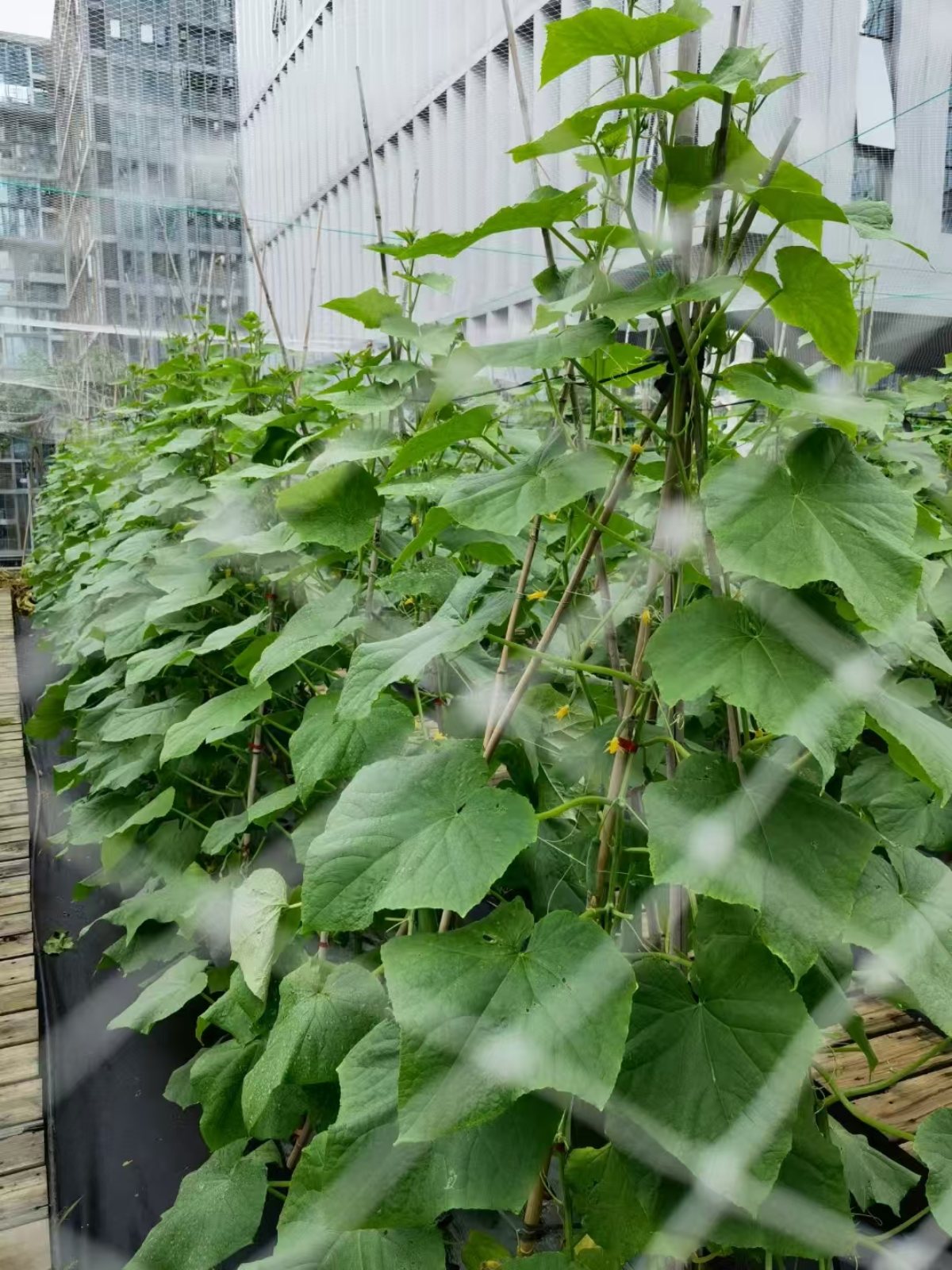 集团绿植礼品案例及花园维护：为员工、客户提供了身心健康与场景优化，又为集团打造了生态化空间与有温度的品牌形象。优化环境品质，塑造生态化空间，为员工提供了身心健康与情感满足，也是品牌注重 ESG（环境、社会、治理）的展示，最终实现 “个人舒心、空间优质、组织受益、环境友好” 的多方共赢。
