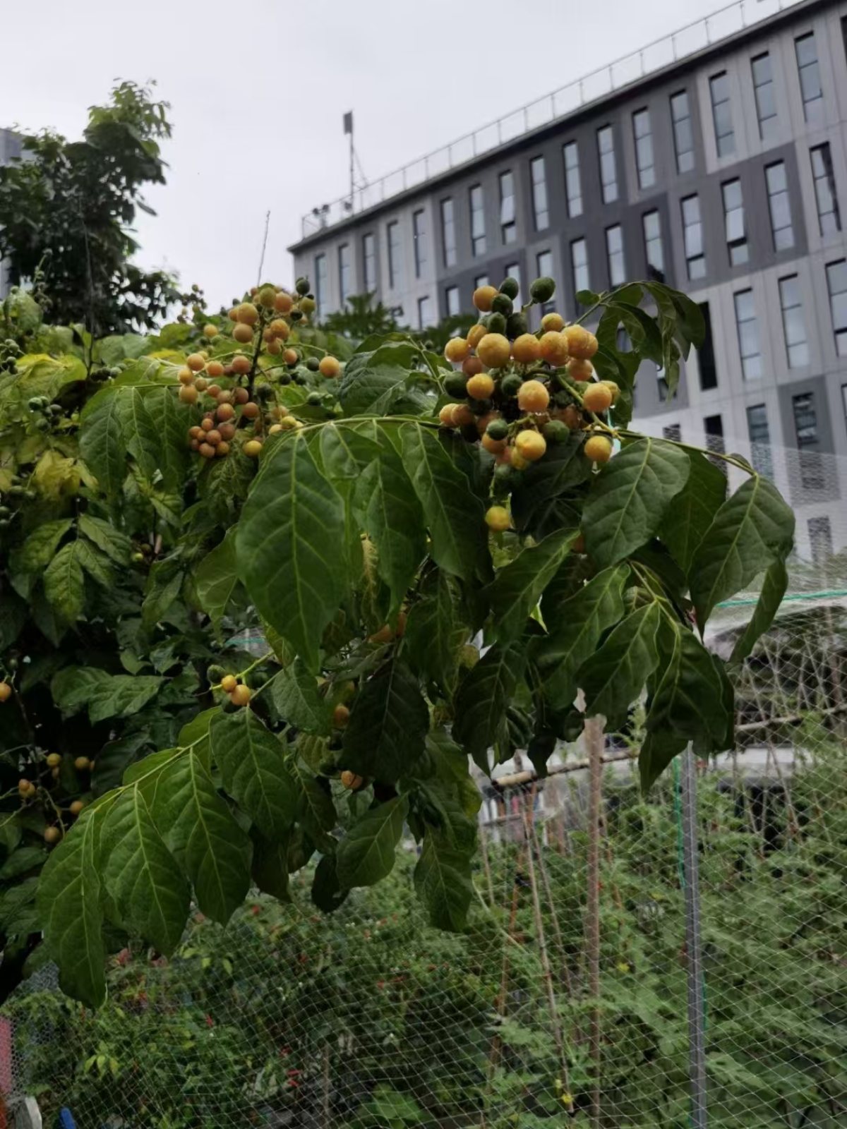 集团绿植礼品案例及花园维护：为员工、客户提供了身心健康与场景优化，又为集团打造了生态化空间与有温度的品牌形象。优化环境品质，塑造生态化空间，为员工提供了身心健康与情感满足，也是品牌注重 ESG（环境、社会、治理）的展示，最终实现 “个人舒心、空间优质、组织受益、环境友好” 的多方共赢。