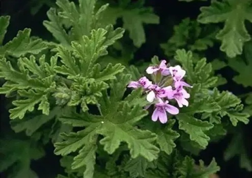 驱蚊植物哪种最好？